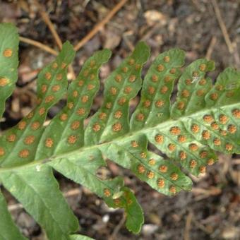 Polypodium vulgare