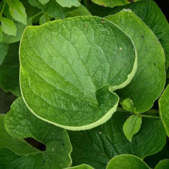 Brunnera macrophylla