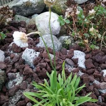 Armeria pseudarmeria 'BALLERINA White'