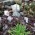 Armeria pseudarmeria 'BALLERINA White'