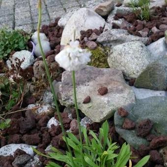 Armeria pseudarmeria 'BALLERINA White'