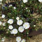 Delosperma WHEELS OF WONDER 'White Wonder' - IJsbloem