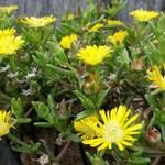 Delosperma WHEELS OF WONDER 'Golden Wonder' - IJsbloem