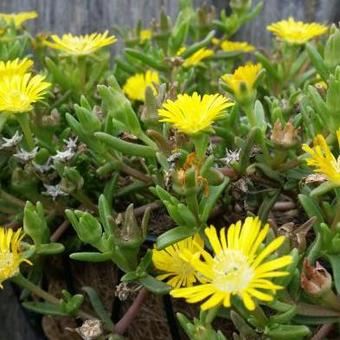 Delosperma WHEELS OF WONDER 'Golden Wonder'