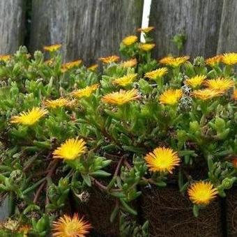 Delosperma WHEELS OF WONDER 'Orange Wonder'