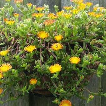 Delosperma WHEELS OF WONDER 'Orange Wonder'