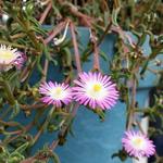 Delosperma WHEELS OF WONDER 'Violet Wonder' - IJsbloem