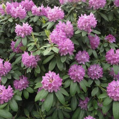 Rhododendron ponticum - Pontische rododendron