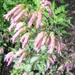 Origanum 'Bristol Cross' - Hopmarjolein