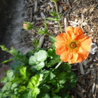 Geum 'Totally Tangerine'