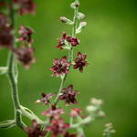 Veratrum schindleri - Nieswortel