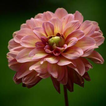 Dahlia 'Miss Molly'