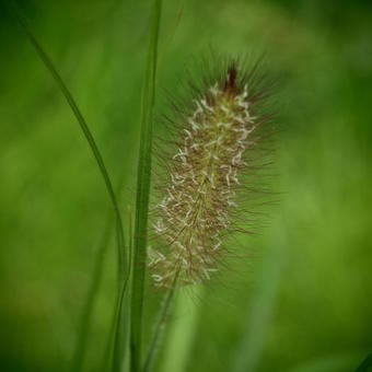 Pennisetum alopecuroides