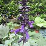 Salvia azurika - Salie