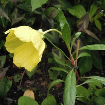 Oenothera odorata ‘Sulphurea’