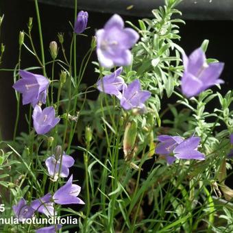 Campanula rotundifolia