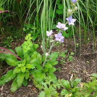 Campanula primulifolia