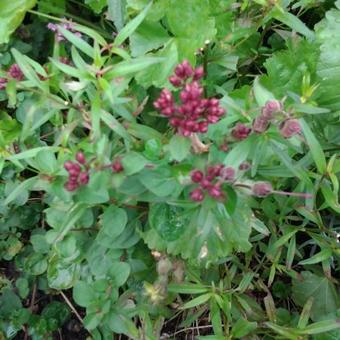 Origanum laevigatum 'Hopley's'