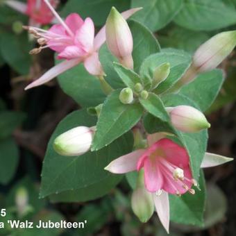 Fuchsia 'Walz Jubelteen'