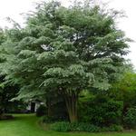 Zelkova serrata 'Variegata'  - Japanse Zelkova, bontbladige