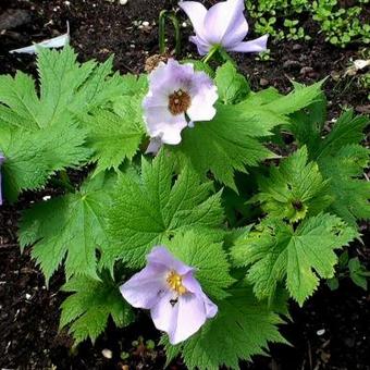 Glaucidium palmatum (paradoxum, pinnatum)