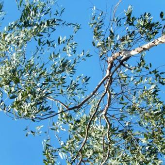 Eucalyptus gunnii