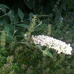 Buddleja davidii 'White Chip' - Dwergvlinderstruik