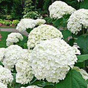 Hydrangea macrophylla 'Caline'