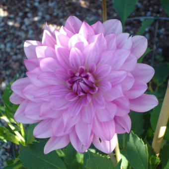 Dahlia 'Pink Skin'