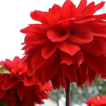 Dahlia 'Heatwave'