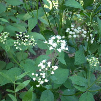 Eupatorium rugosum 'Braunlaub'