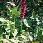 Persicaria amplexicaulis 'JS Calor' - Duizendknoop