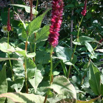 Persicaria amplexicaulis 'JS Calor'