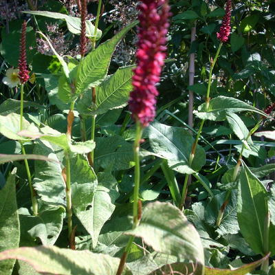 Duizendknoop - Persicaria amplexicaulis 'JS Calor'