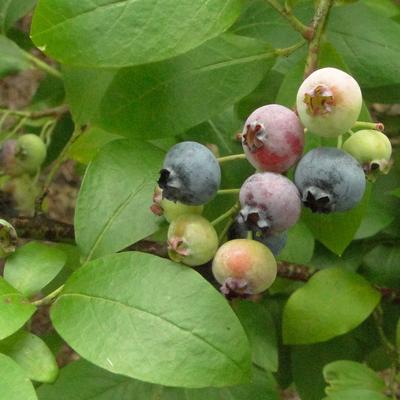 Blauwe bes - Vaccinium corymbosum