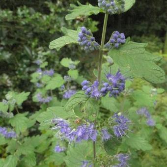 Caryopteris x clandonensis 'Heavenly Blue'