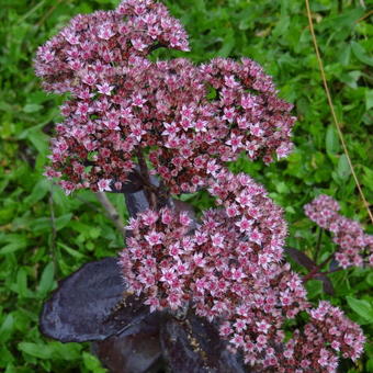 Sedum  'Black Jack'