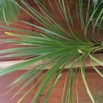 Cordyline  indivisa - Koolpalm