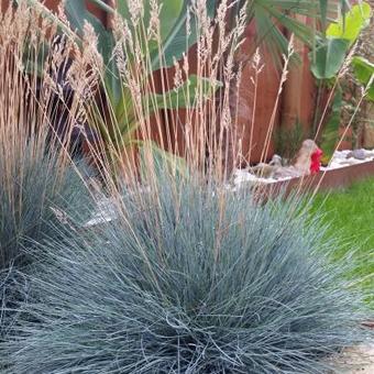 Festuca glauca 'Intense Blue'