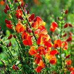 Cytisus scoparius 'Lena' - Brem