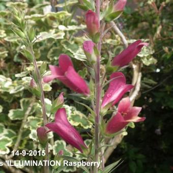 Digitalis x valinii 'ILLUMINATION Raspberry'