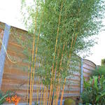 Phyllostachys vivax 'Aureocaulis' - Bamboe