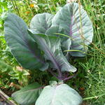 Brassica oleracea 'Red Flame F1' - Rode spitskool