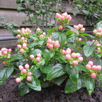 Hypericum 'MIRACLE Blossom' - Hertshooi