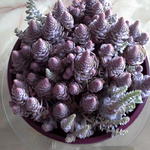 Orostachys - Orostachys