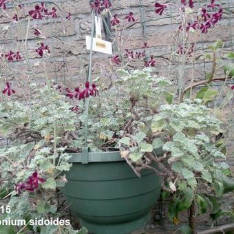 Pelargonium sidoides