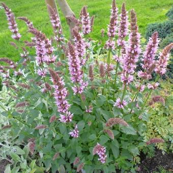 Agastache 'Cotton Candy'