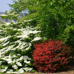 Viburnum plicatum 'Cascade' - Japanse sneeuwbal