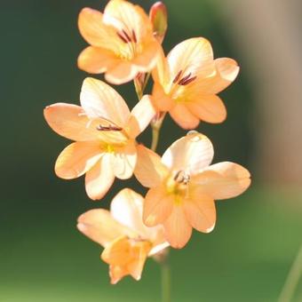 Tritonia laxifolia