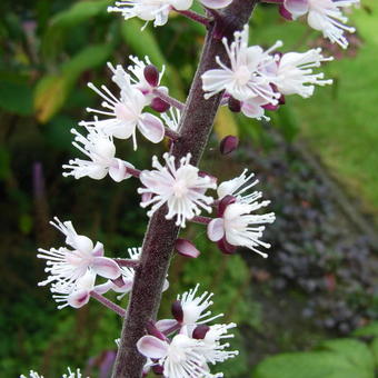 Actaea simplex 'James Compton'